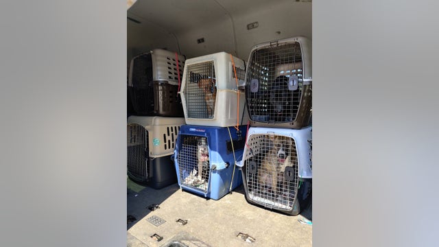 Rescue group saves more than two dozen animals from shelter after staff contracts COVID-19