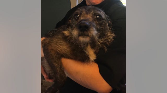 Donations needed after dozens of dogs recovered in LaGrange