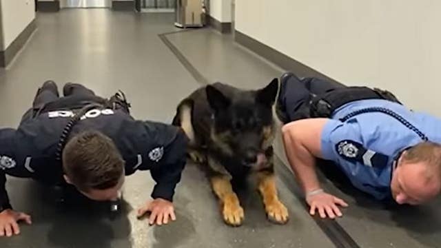 Drug-busting police dog participates in push-up challenge