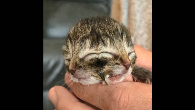 Two-faced kitten named Biscuits and Gravy passes away after nearly 4 days