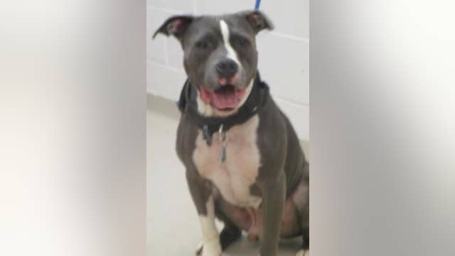 Officer's search to find dog's owner leads to arrest