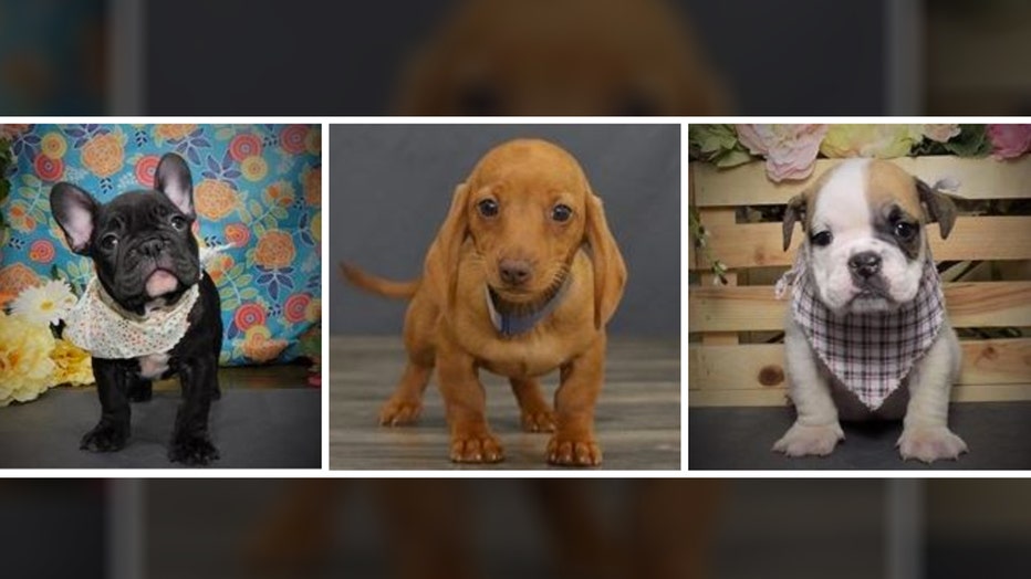 stolen puppies