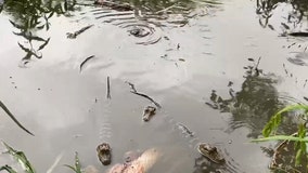 'Itty bitty gator rolls': Baby gators use defensive move to eat fish scraps in Louisiana pond