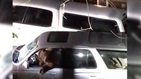 Video: Bear trapped inside SUV freed by deputies