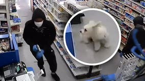 Video shows small dog helping to foil NYC pharmacy robbery