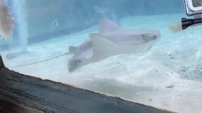 Three cownose stingray pups born at The Florida Aquarium