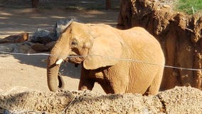 Zoo Atlanta welcomes back visitors after months-long closure