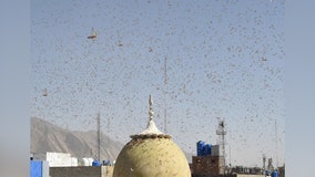 ‘Extremely alarming’ swarms of locusts plague eastern Africa, western Asia amid COVID-19 pandemic