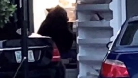 WATCH: Mama bear and cub raid garage refrigerator at Sanford home