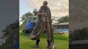 Florida snake hunter catches 17-foot python after bloody battle