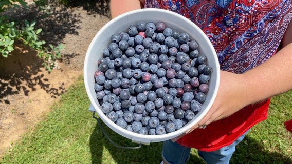 Charity needs volunteers to harvest blueberries for families in need