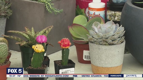 Planning and planting succulents