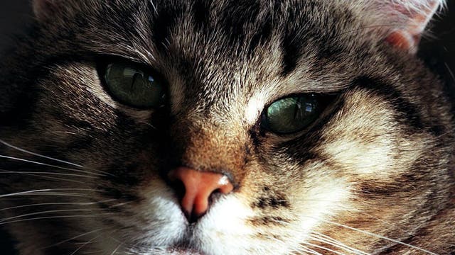 Quarantine Cat Film Fest raising money for independent cinemas nationwide