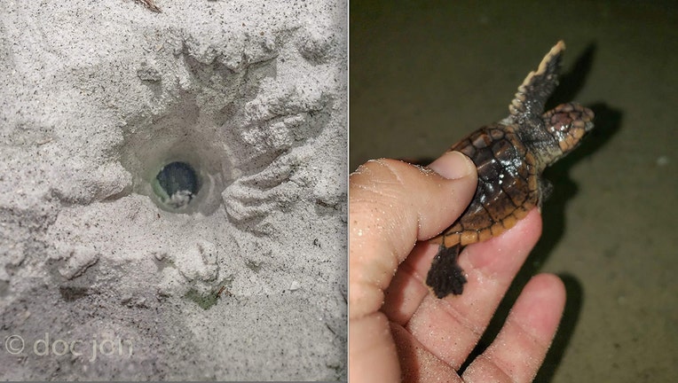 doc jon loggerhead baby turtle umbrella hole