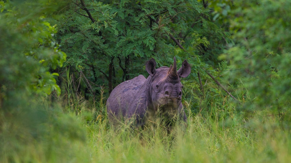 African_Parks_Majete_Rhino.jpg