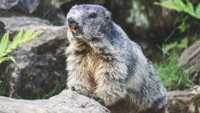 Mongolian teen dies of bubonic plague after eating infected marmot