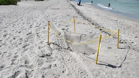 Six sea turtle nests run over on Florida beach, FWC says