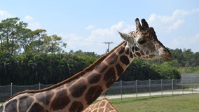 'Cupid,' the 15-year-old giraffe, passes away at Florida's Lion Country Safari