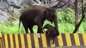 Elephant helps struggling calf scale roadside barrier in India