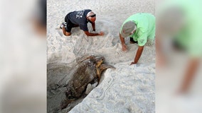 Turtle watchers find loggerhead stuck in massive hole on Anna Maria Island beach