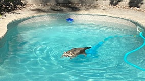 Raccoon goes for leisurely swim in family's pool