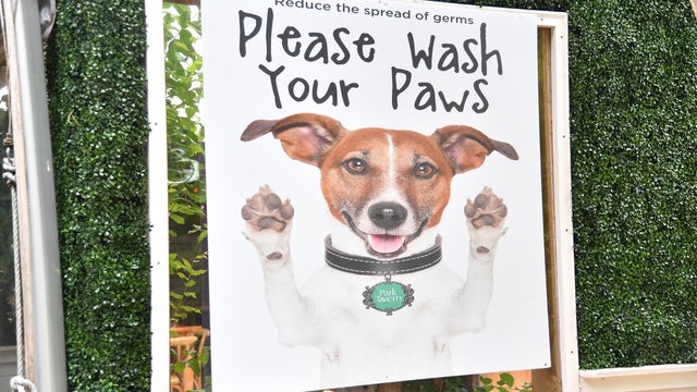 Health officials: Georgia dog becomes second confirmed coronavirus case in canines in U.S.