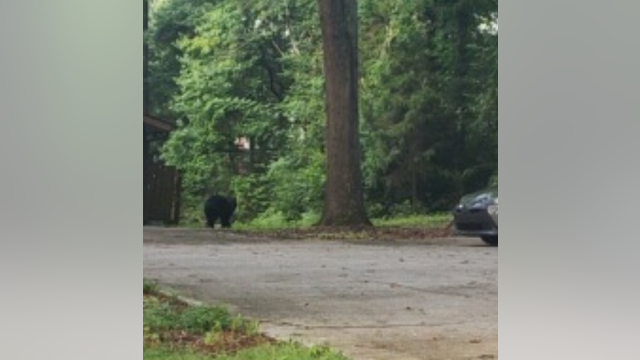 Bear safely tranquilized, return to habitat after being spotted near Marietta park