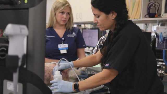 Coronavirus pandemic prompts spike in 'parvo pups,' experts say