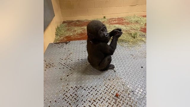 Floyd, endangered gorilla, celebrates first birthday at Zoo Atlanta