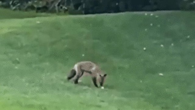 'Hey, give it back!': Ball-stealing fox outwits golfer