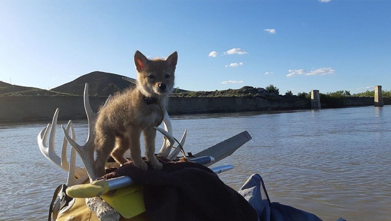 coyote pup rescued