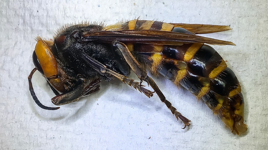 Washington State Traps First 'invasive' Asian Giant Hornet