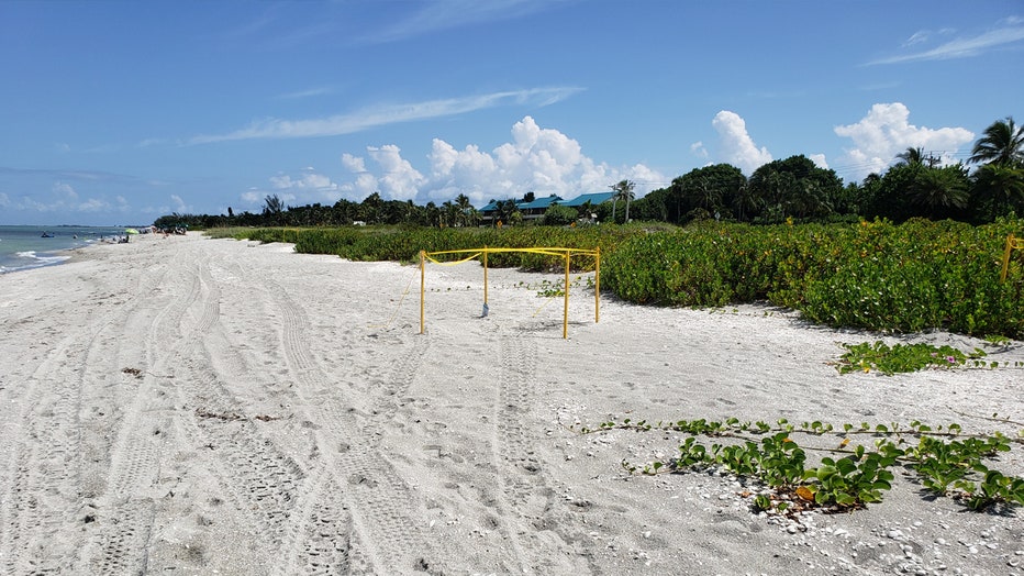 captiva-sea-turtle-nest-damage-2.jpg