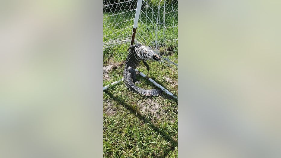 gator-in-soccer-net.jpg