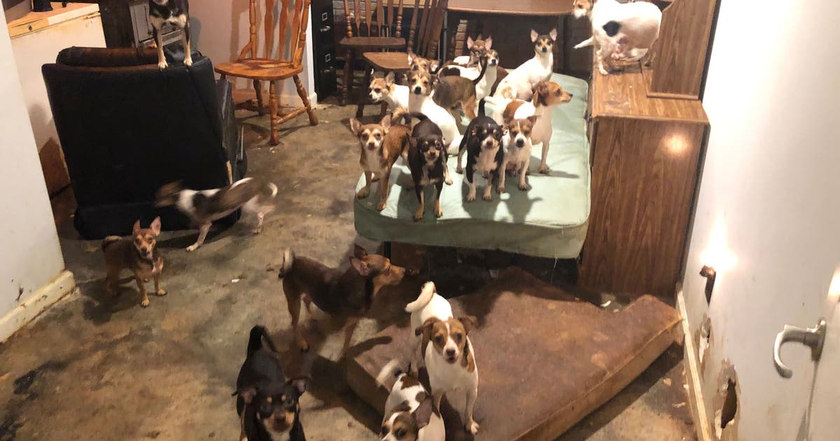 Over 180 dogs rescued from hoarding situation at Georgia home | FOX 5 ...