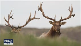 California wildfires and dwindling water supply threatening Tule elk