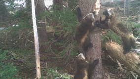 Wolverines return to Mt. Rainier National Park after 100-year absence