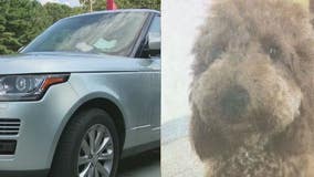 Dog missing after string of Range Rover thefts, reward offered