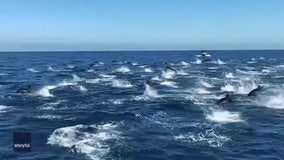 Hundreds of dolphins 'stampede' next to tour boat off California coast