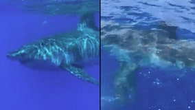 Giant great white shark captured on video swimming off of the Florida coast