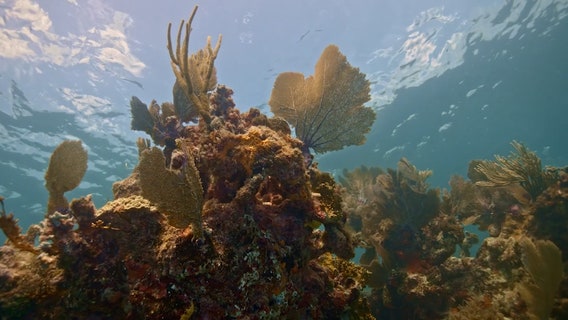 North Carolina man visiting Florida Keys cited for taking federally-protected coral
