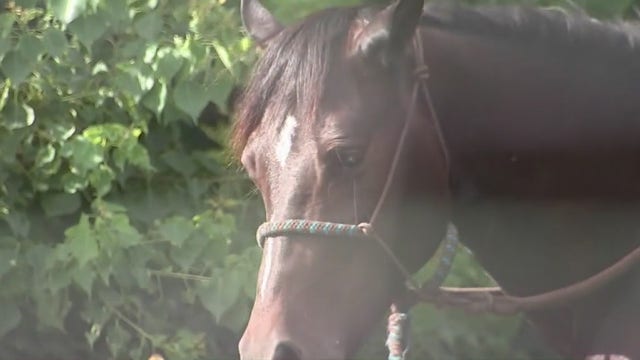 "Horrific cruelty": $5K reward for info on killing of 5 horses near Pearland