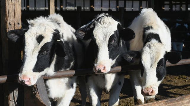 As US milk sales rise amid pandemic, "Got milk?" ads return