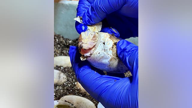 Wild Florida becomes first attraction in the world to successfully hatch albino alligators