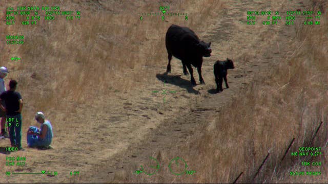 Elderly hikers airlifted after cow chased them in Solano County park