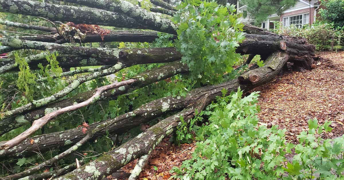 Officials: Woman injured after tree falls near Decatur home | FOX 5 Atlanta