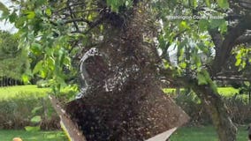 Father-daughter beekeeping duo collect swarm from Town of West Bend yard