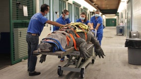 660-pound alligator undergoes diagnostic test at UF College of Veterinary Medicine