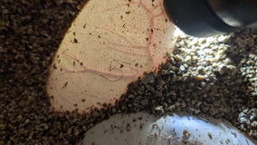 St. Louis Zoo says python laid 7 eggs without male help