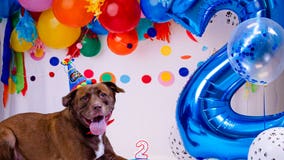 Gwinnett County Animal Shelter marks dog's 2nd birthday with epic bash